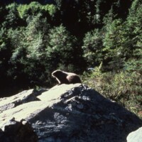 Photographic Image - Before eruption, marmot at Mount St. Helens