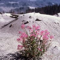 Photographic Image - Eruption damage, Mount St. Helens